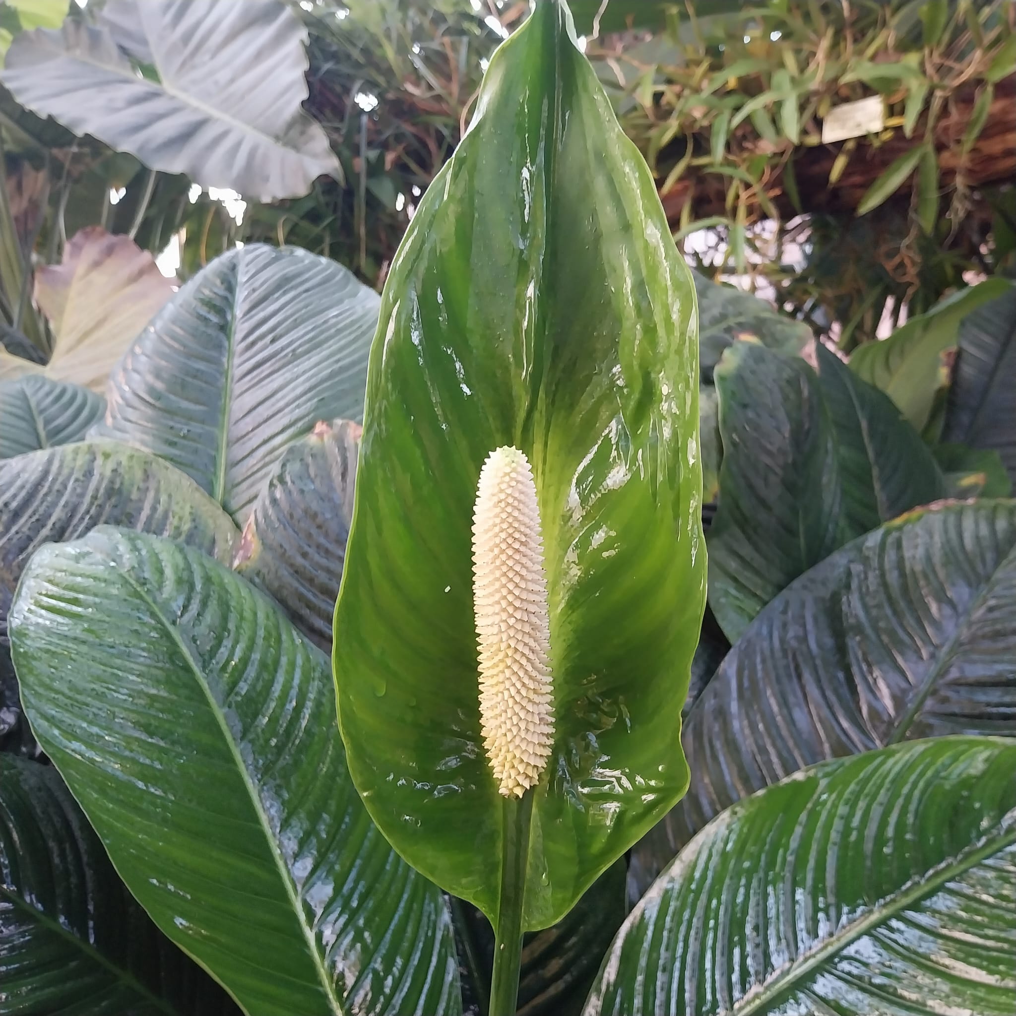 Foto van Tropische Plant 2